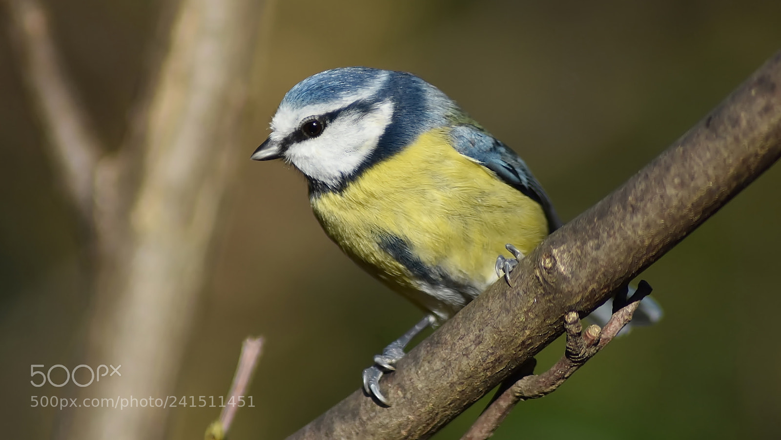 Nikon D3400 sample photo. Blue tit... photography