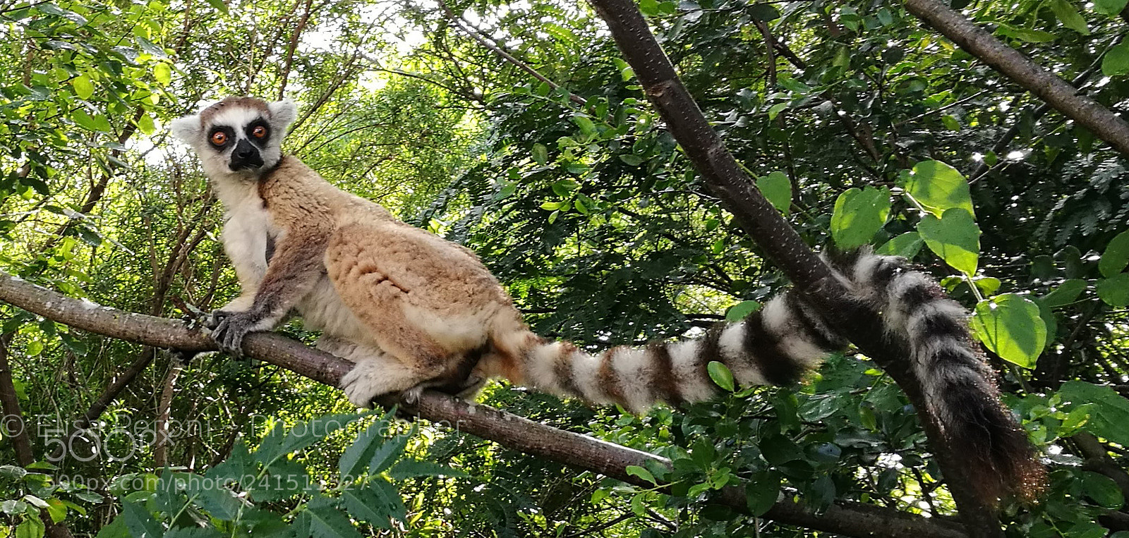 HUAWEI P9 sample photo. Catta lemur photography