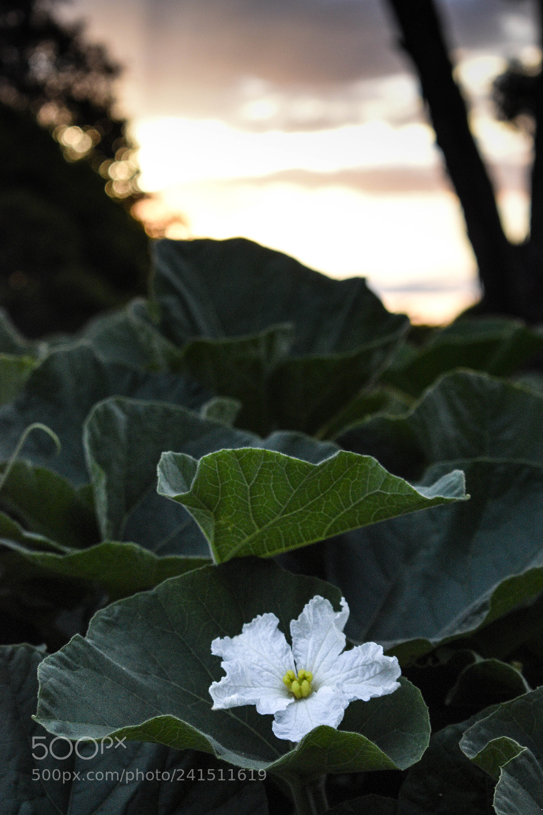 Nikon D5600 sample photo. Flower photography