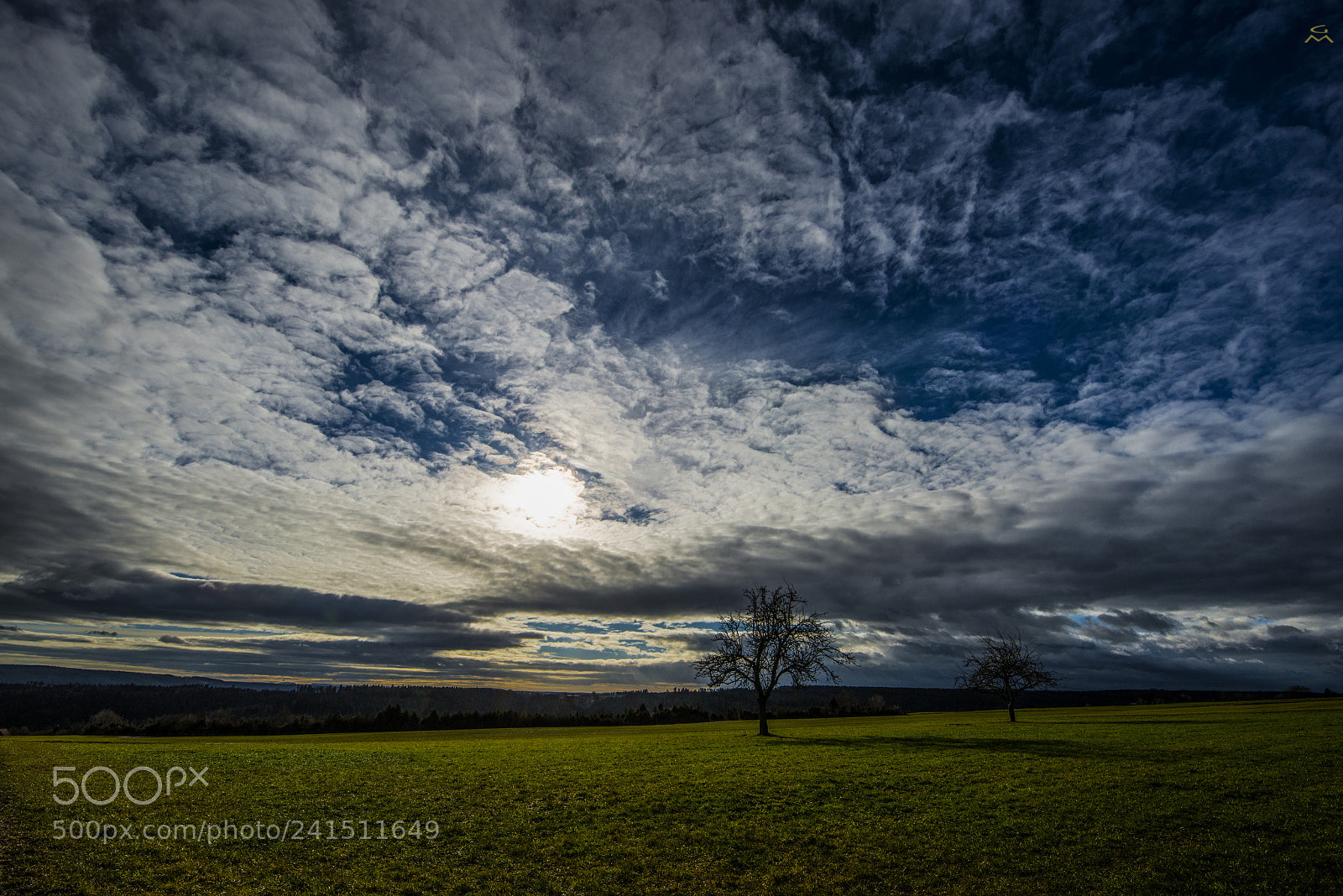Nikon D800 sample photo. Two trees - 1 photography