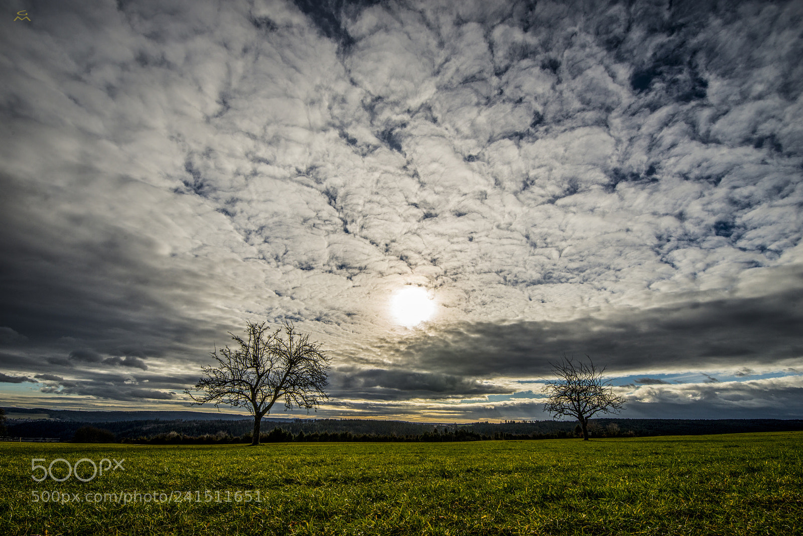Nikon D800 sample photo. Two trees - 2 photography