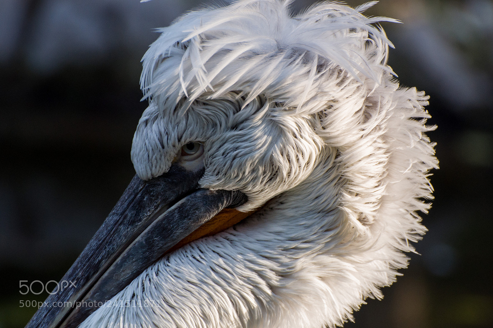 Nikon D90 sample photo. My feathers are perfect photography