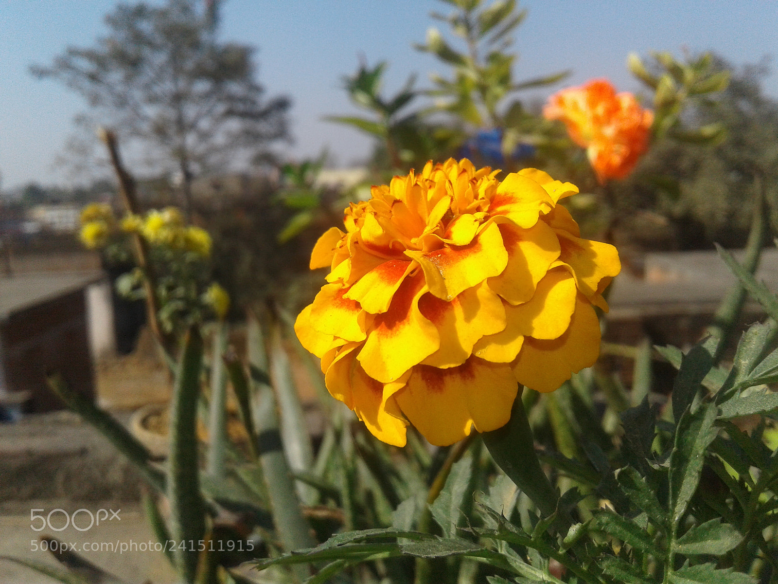 Samsung Galaxy J2 sample photo. Sunflower photography