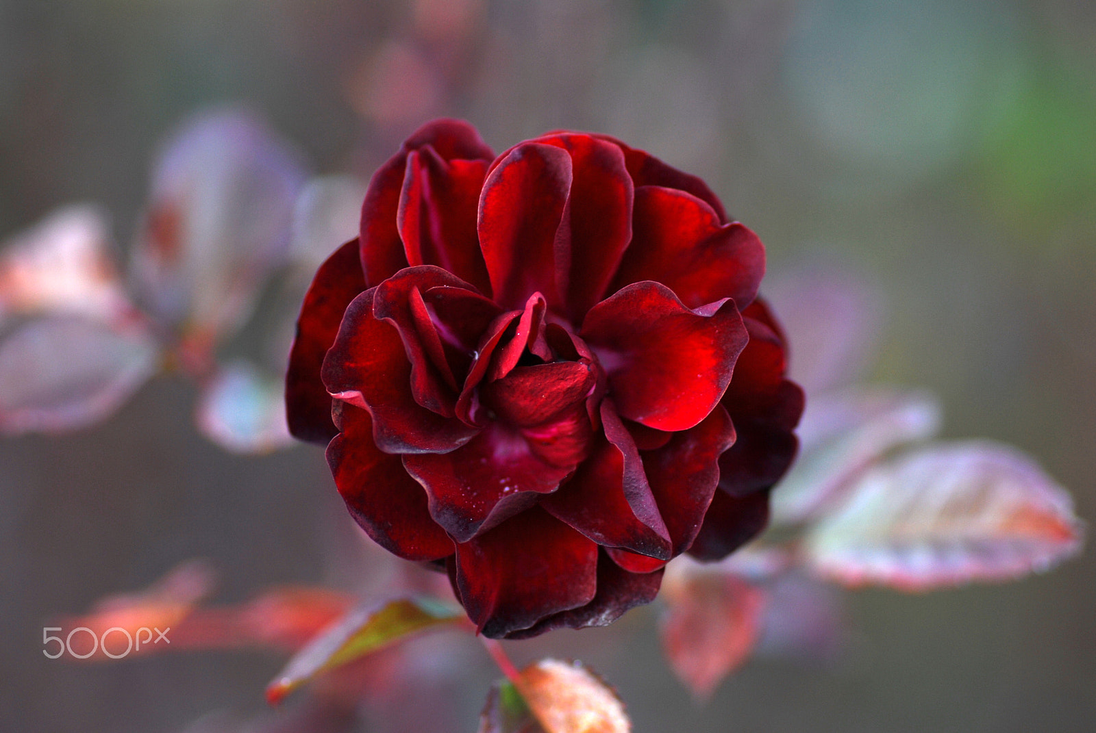Nikon D200 sample photo. In the midwinter photography