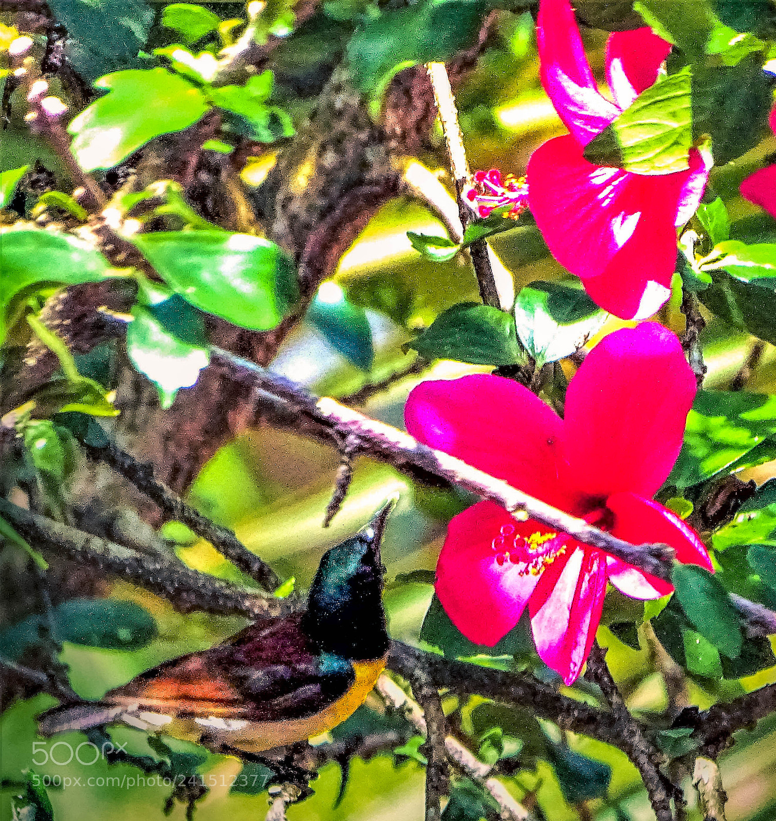 Sony Cyber-shot DSC-HX400V sample photo. In search of nectar photography