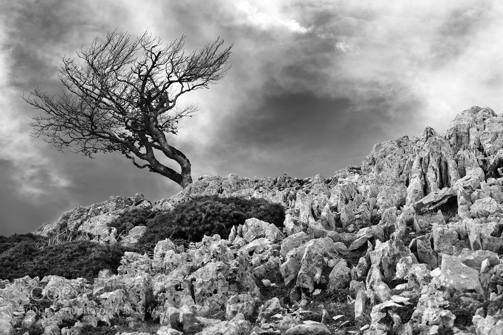 Nikon D700 sample photo. Tree photography