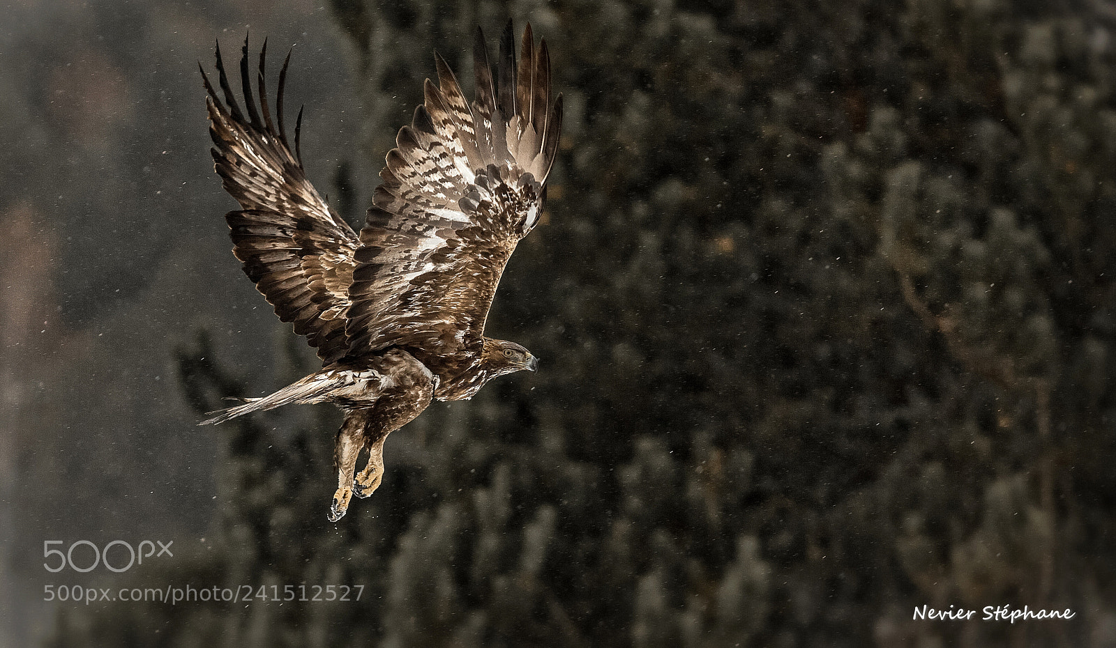 Canon EOS-1D X sample photo. Aigle royal - france. photography
