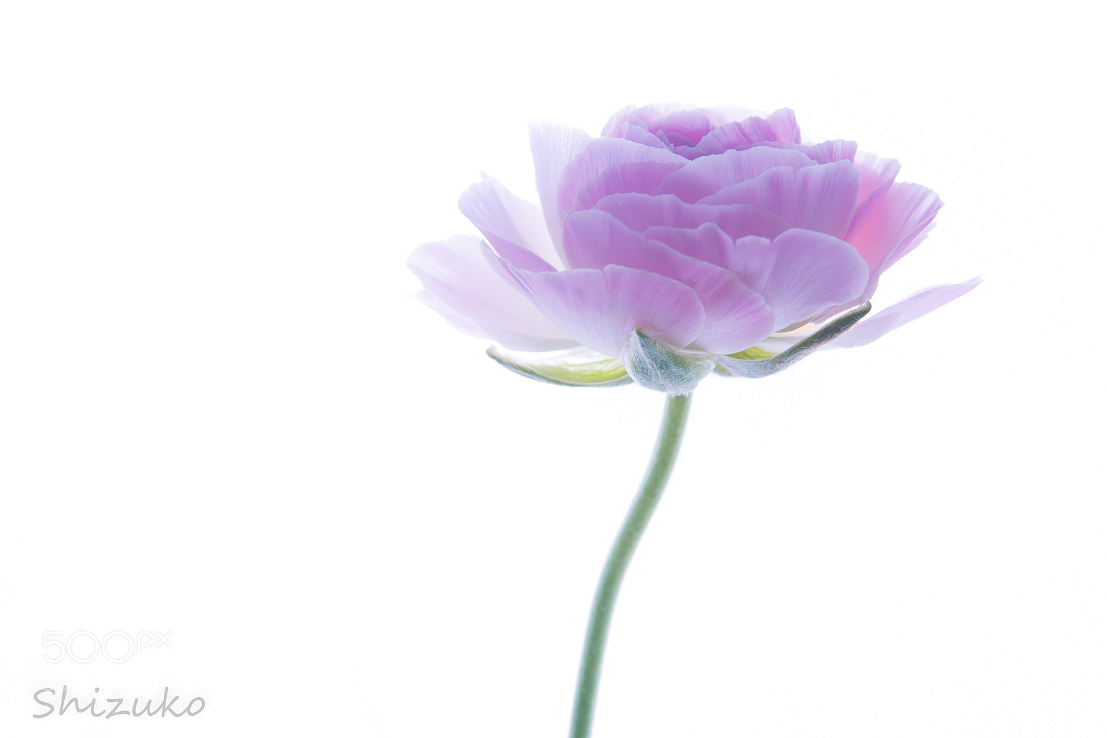 Nikon D5500 sample photo. 2018 photography