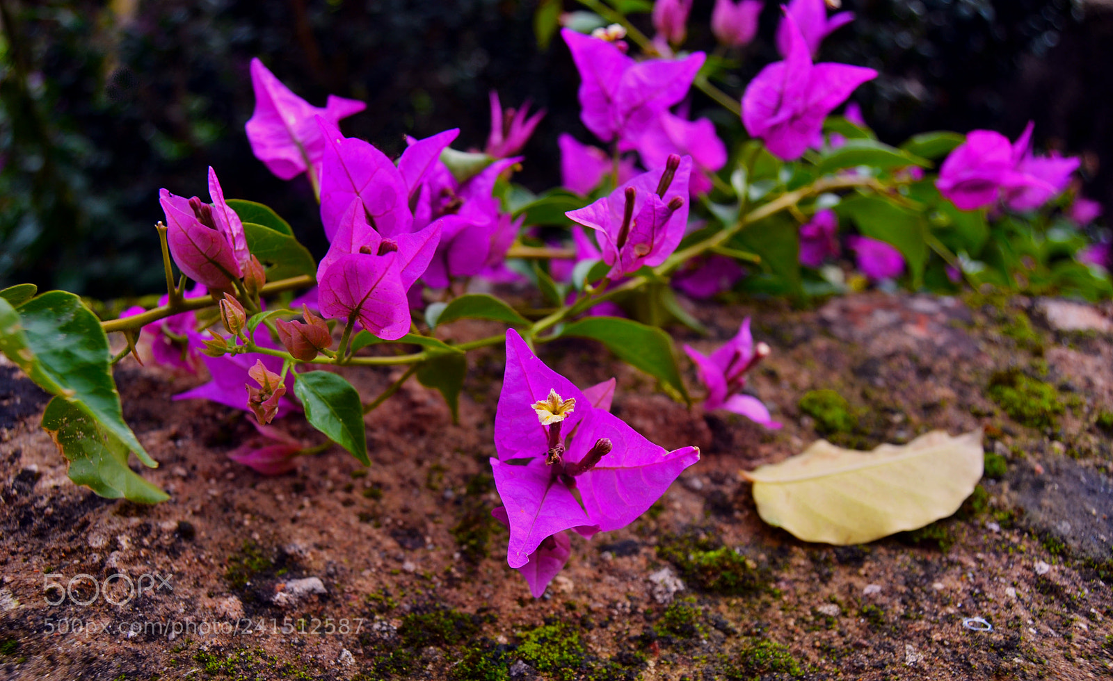 Nikon D3100 sample photo. Flores photography