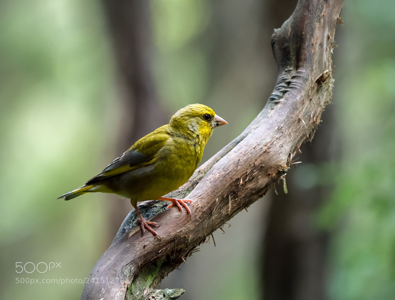 Panasonic Lumix DMC-GH4 sample photo. Greenfinch photography