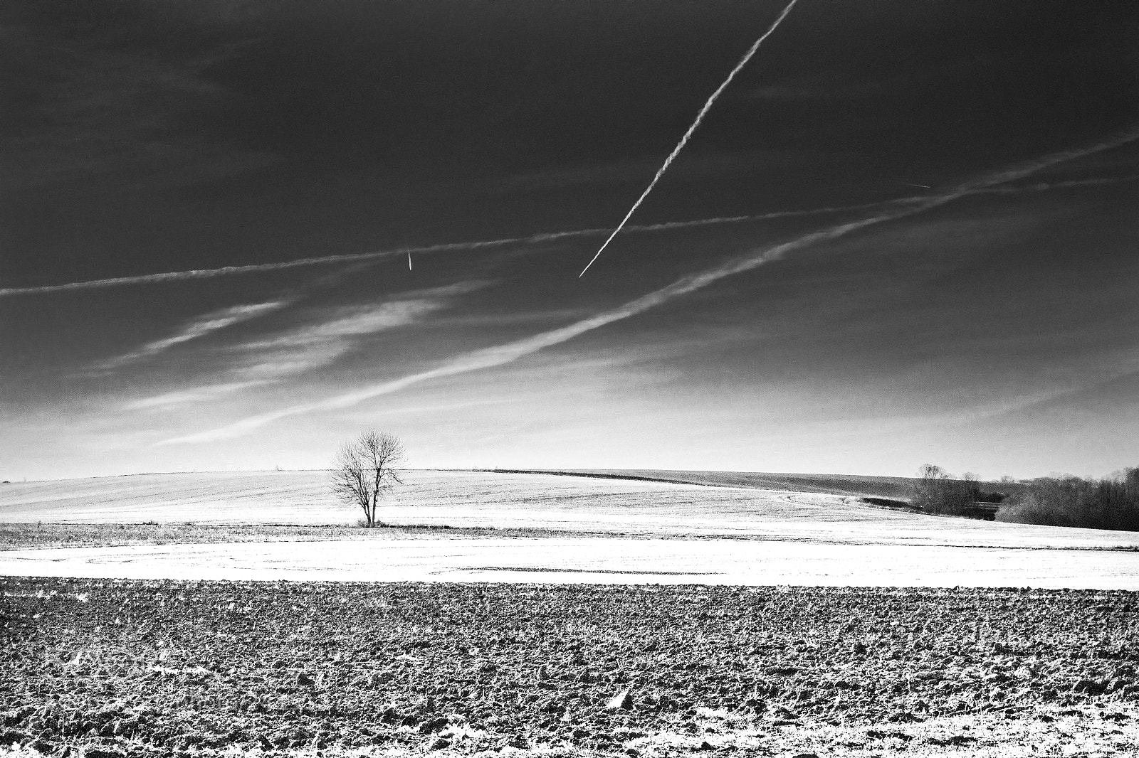 Nikon D3100 sample photo. Morning tree photography
