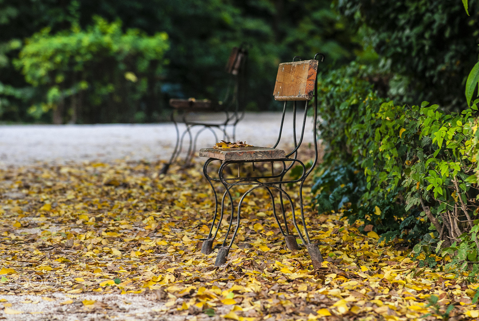 Nikon D200 sample photo. Colors of autumn athens photography