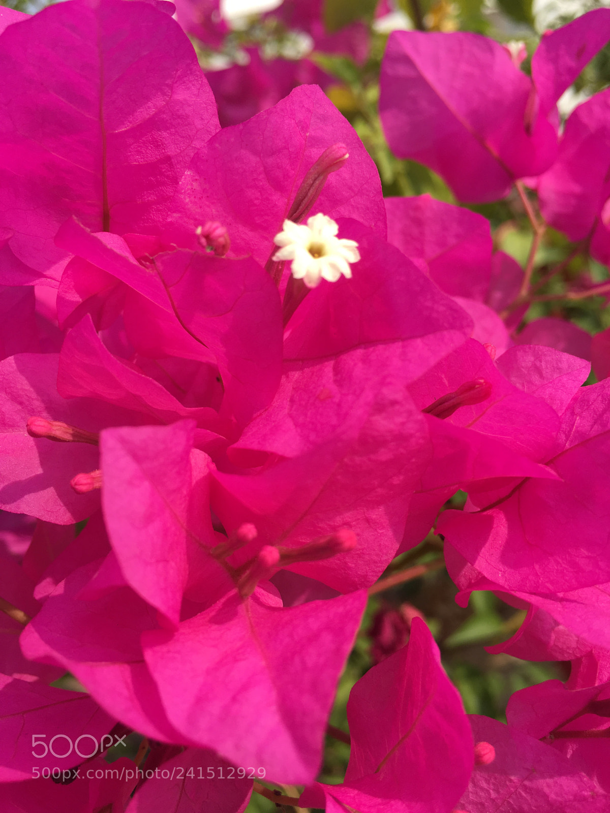 Apple iPhone 6s sample photo. Untitled photography