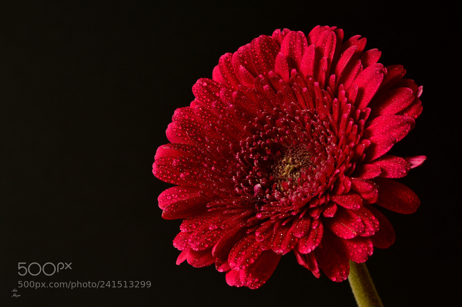 Nikon D3200 sample photo. Red photography