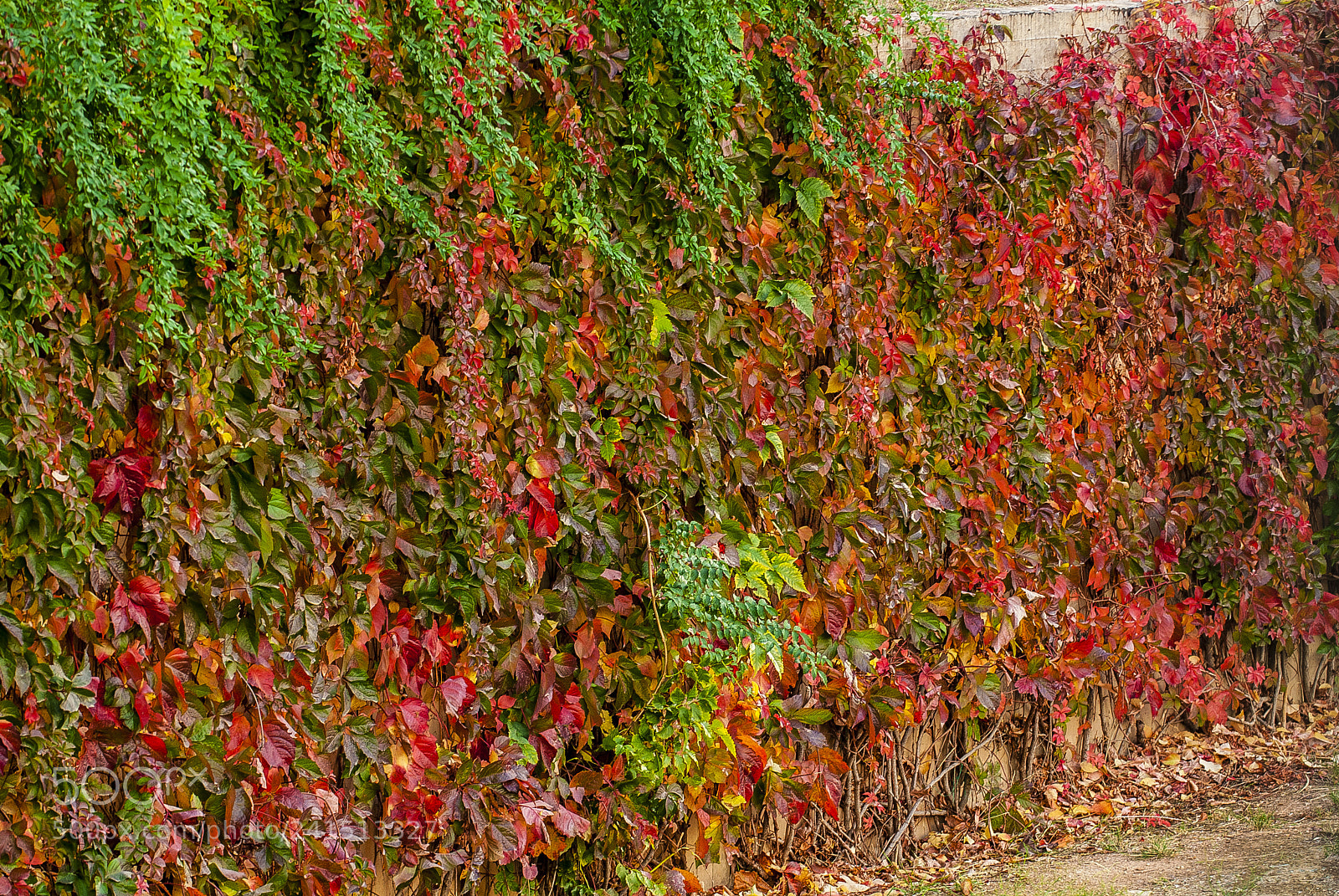 Nikon D200 sample photo. Autumn colors, athens national photography