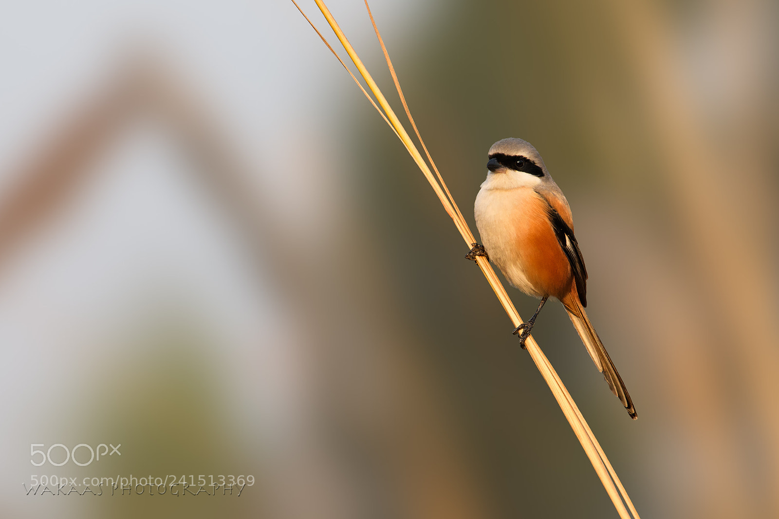 Nikon D850 sample photo. Long-tailed shrike photography