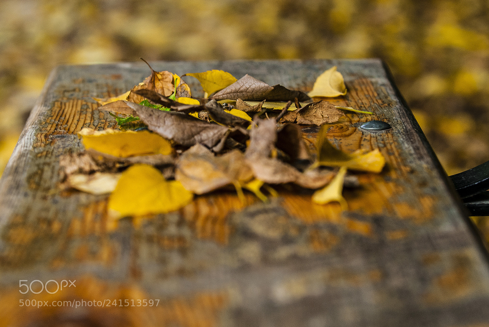 Nikon D200 sample photo. First touch of autumn photography