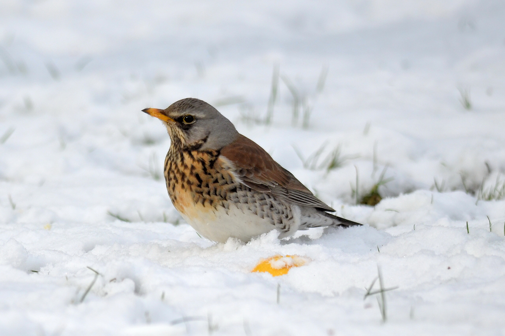 Nikon D7000 + Nikon AF-S Nikkor 300mm F4D ED-IF sample photo. Winter guest photography