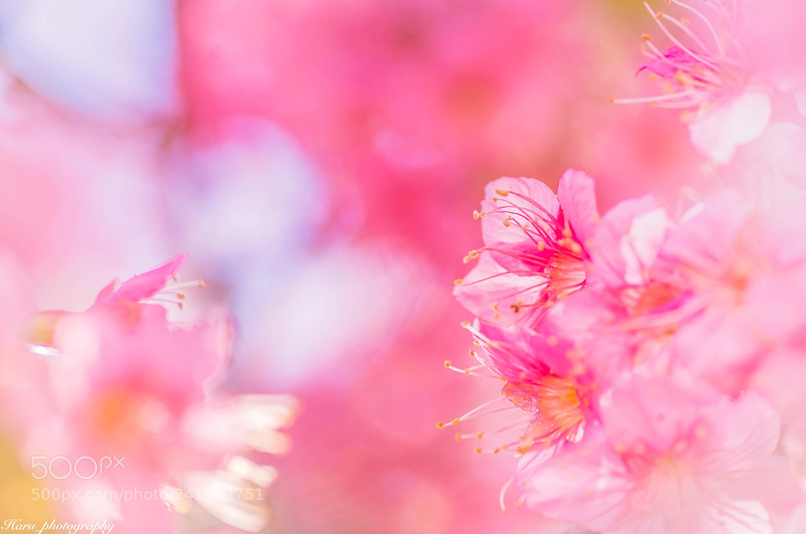 Pentax K-50 sample photo. Untitled photography