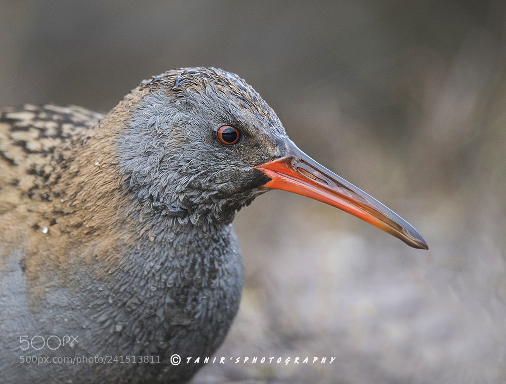 Nikon D500 sample photo. Water rail photography