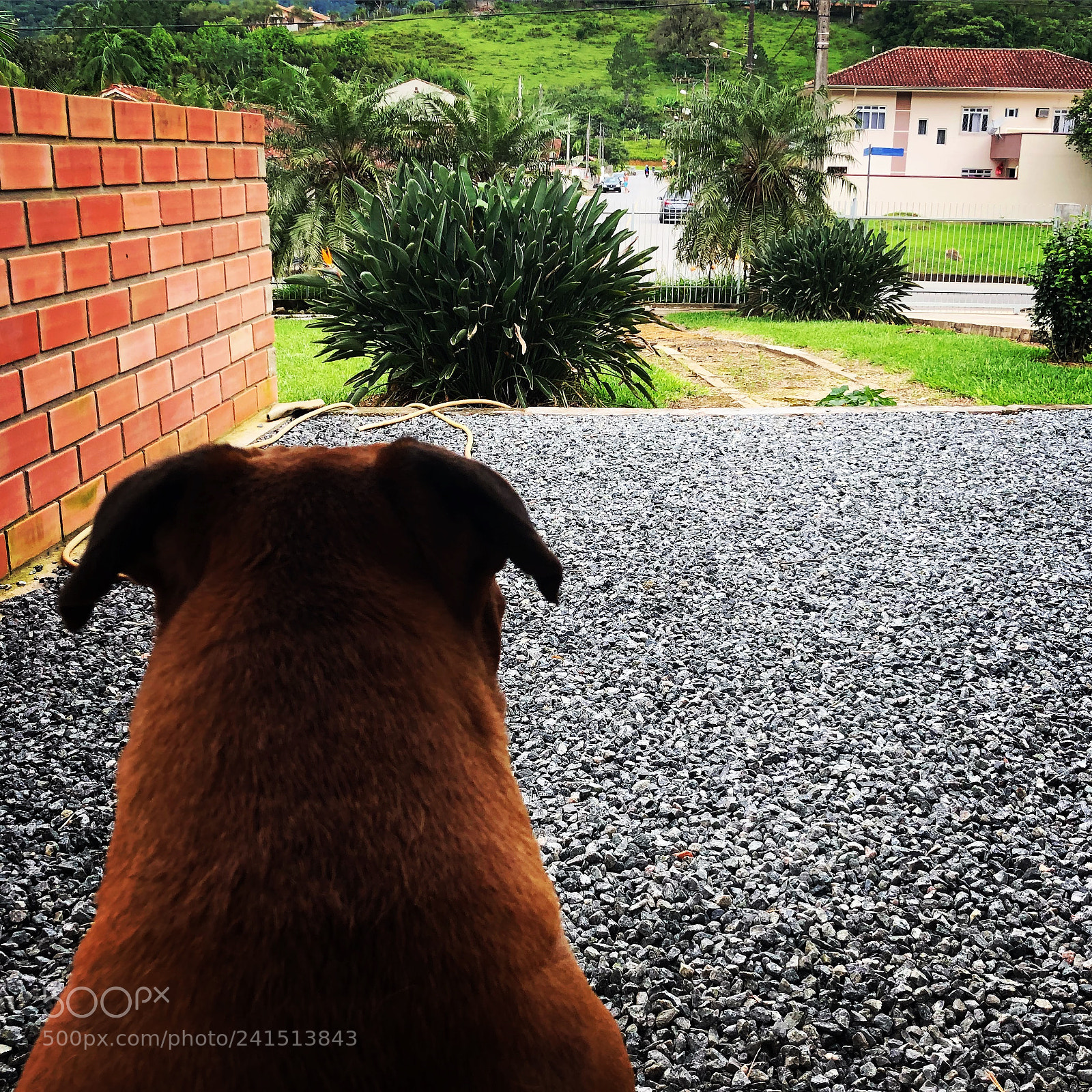 Apple iPhone X sample photo. Dog alert photography