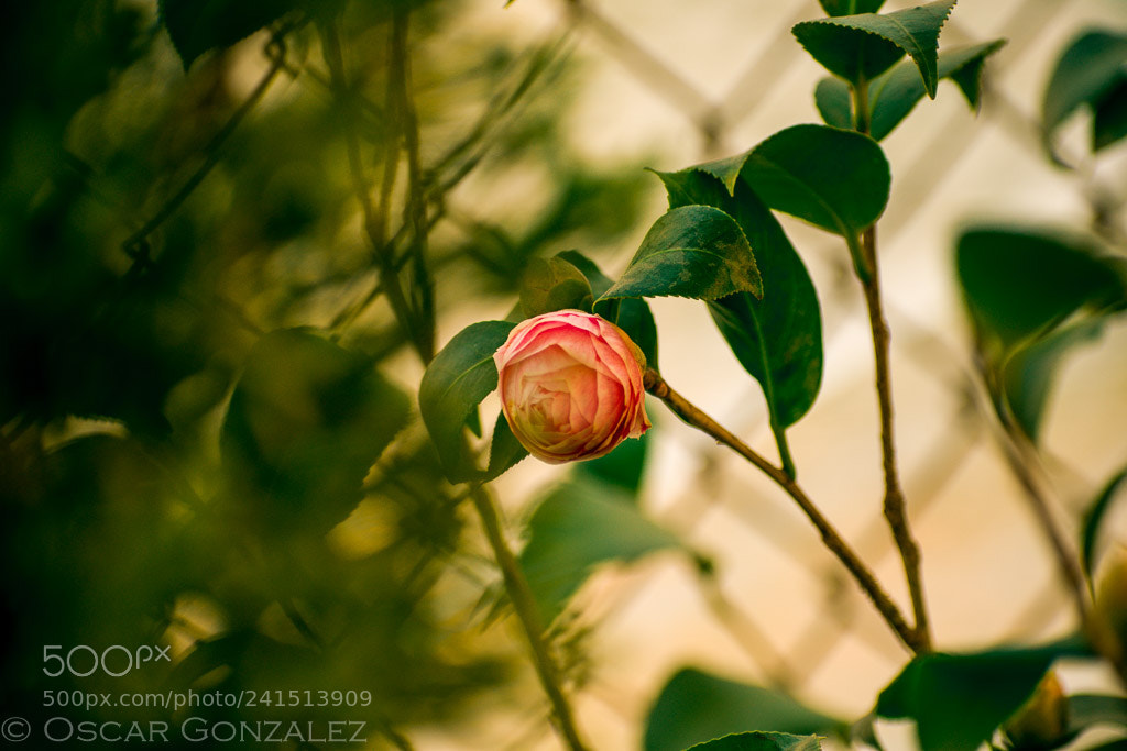 Nikon D3400 sample photo. Untitled photography