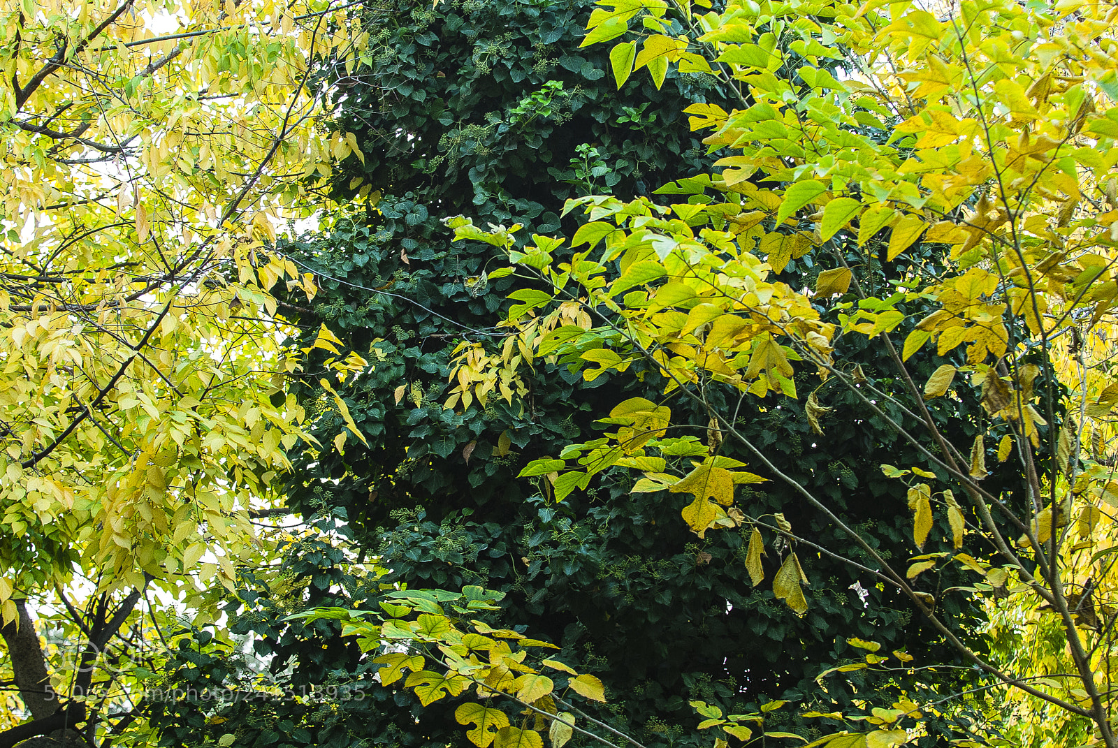 Nikon D200 sample photo. Trees, athens national garden photography