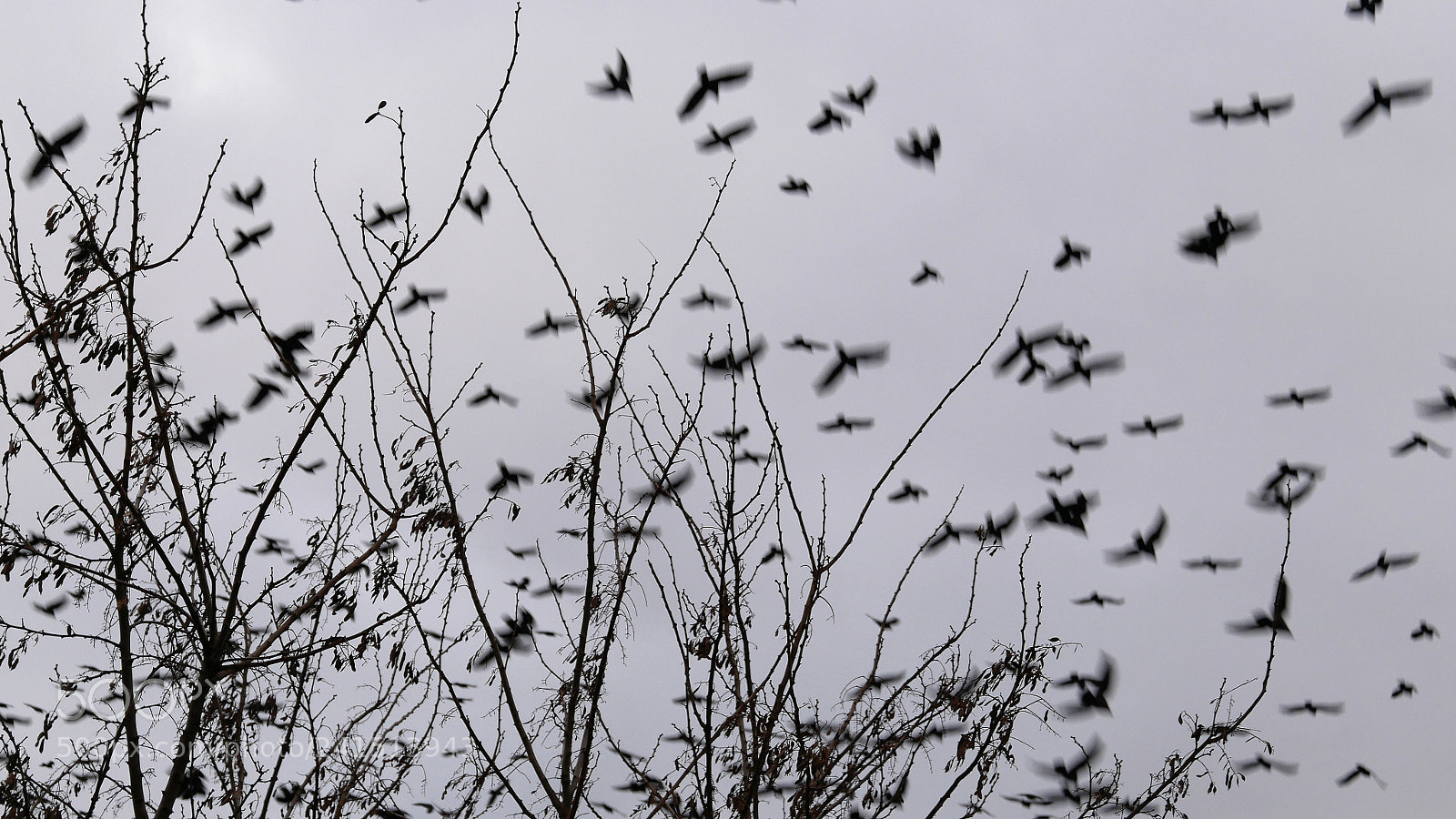 Panasonic Lumix DMC-GX85 (Lumix DMC-GX80 / Lumix DMC-GX7 Mark II) sample photo. Birds photography
