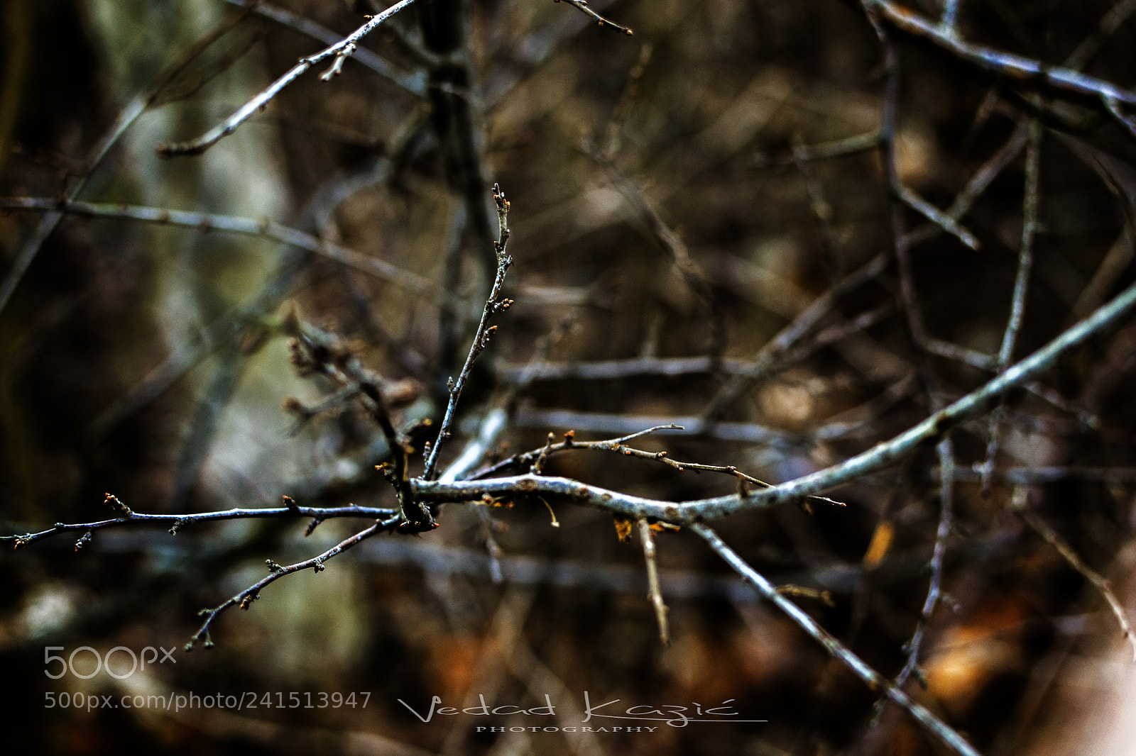 Nikon D3100 sample photo. Priroda photography