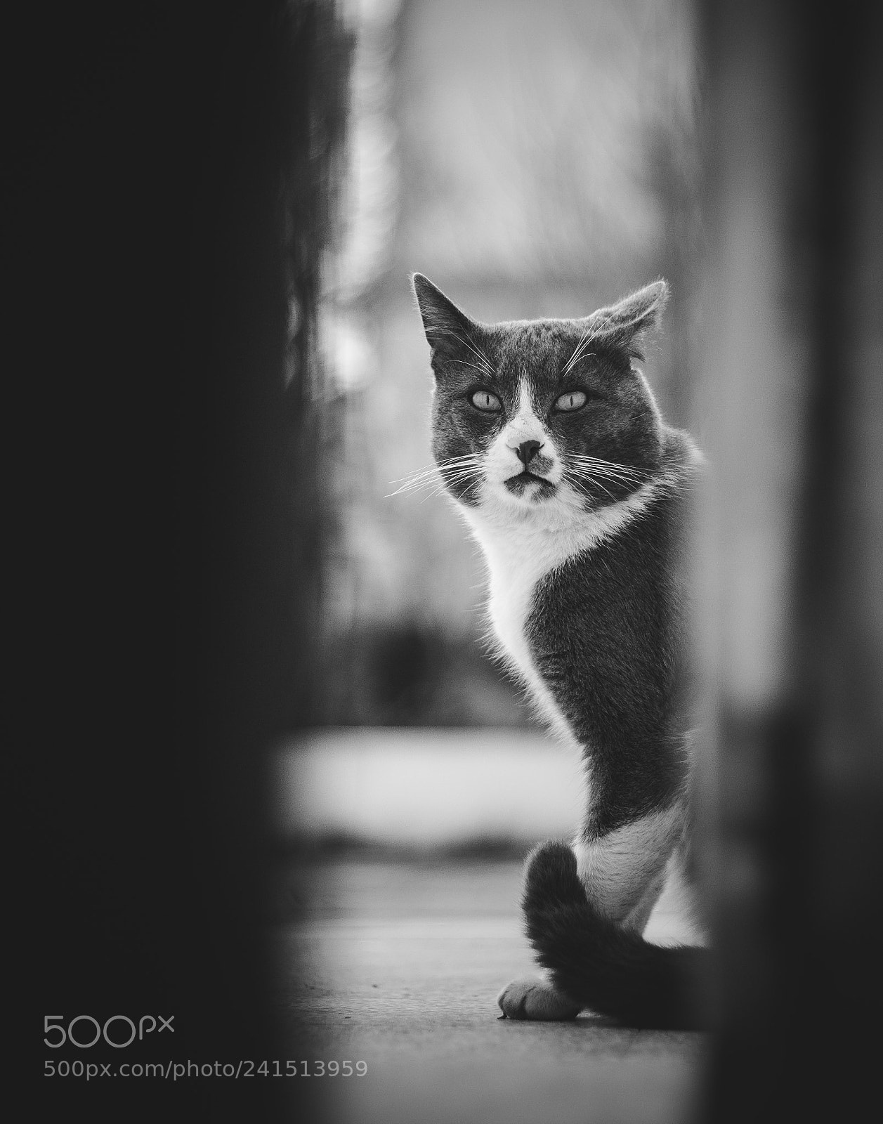 Canon EOS 100D (EOS Rebel SL1 / EOS Kiss X7) sample photo. My cat, richard photography