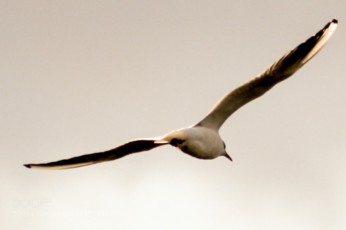 Canon EOS 1100D (EOS Rebel T3 / EOS Kiss X50) sample photo. Seagull in flight scotland photography
