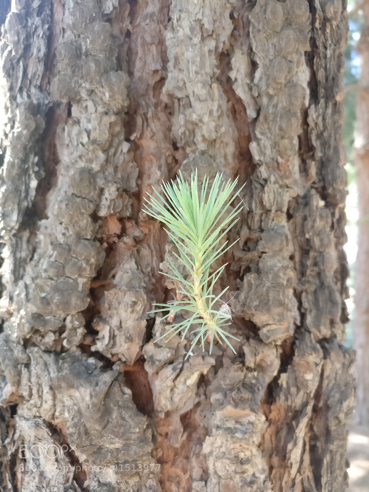 OnePlus A3003 sample photo. Img_20170519_163929.jpg photography