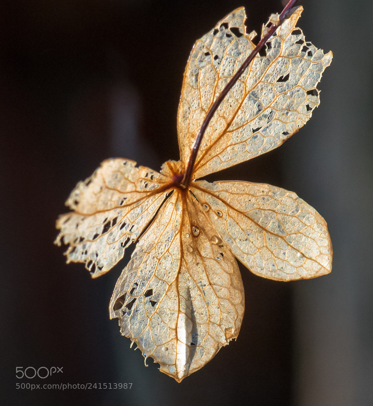 Nikon D810 sample photo. Withered photography