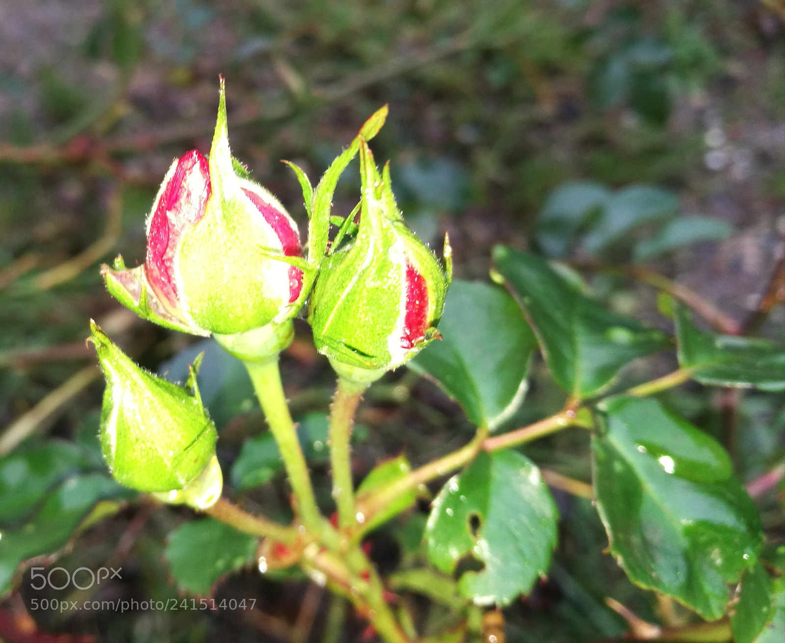 HUAWEI P9 sample photo. Untitled photography