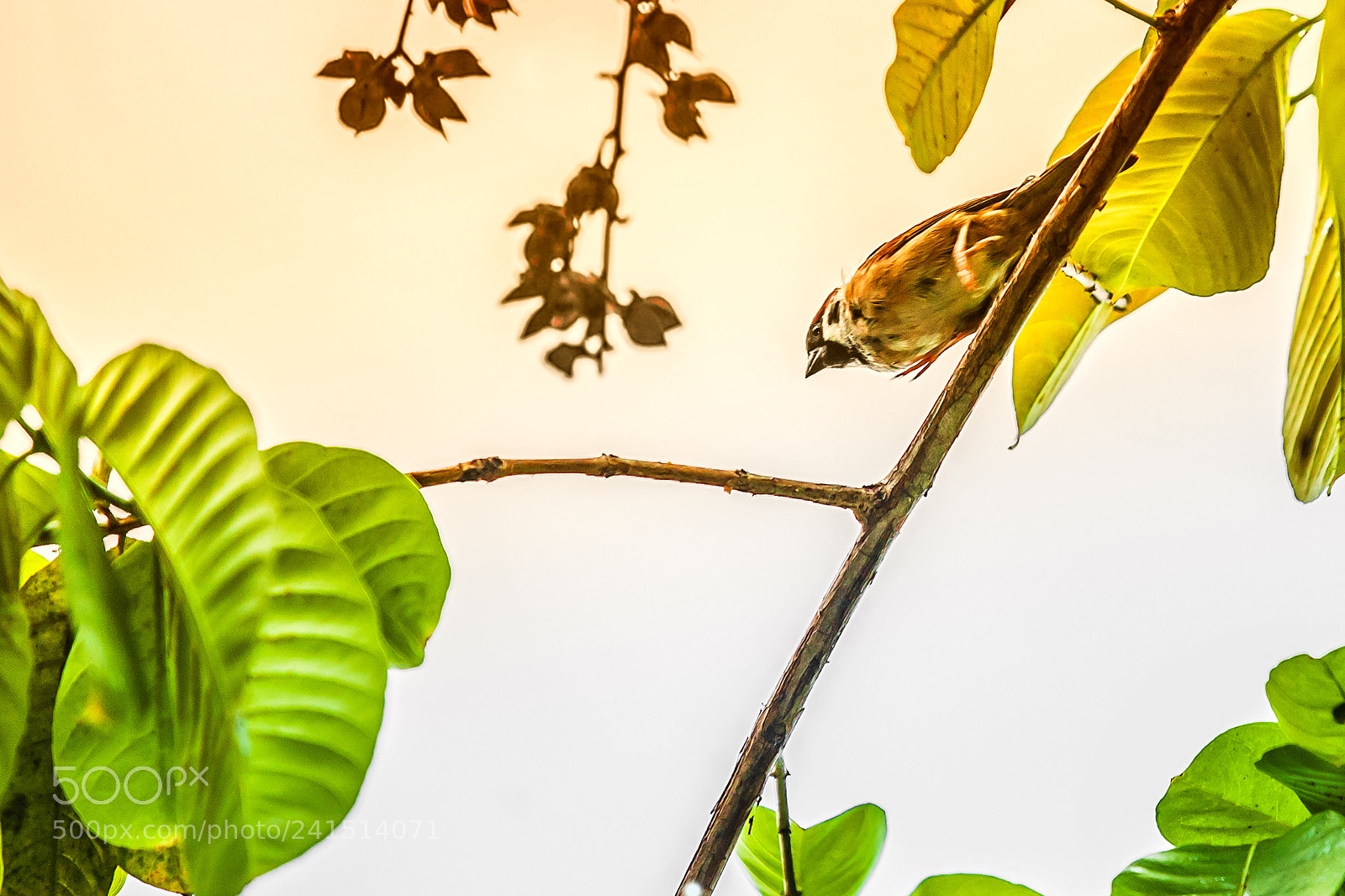 Canon EOS 5D sample photo. Sparrow in the gloaming photography
