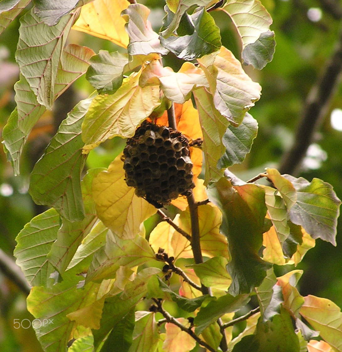 Olympus C740UZ sample photo. Native wasp hive photography