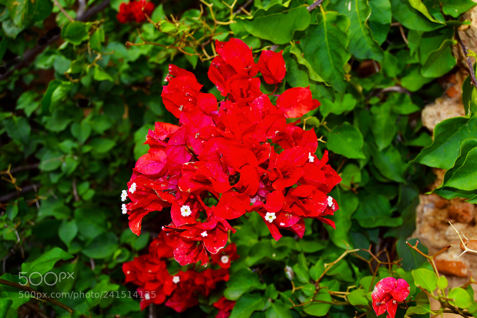 Nikon D3100 sample photo. Flores photography