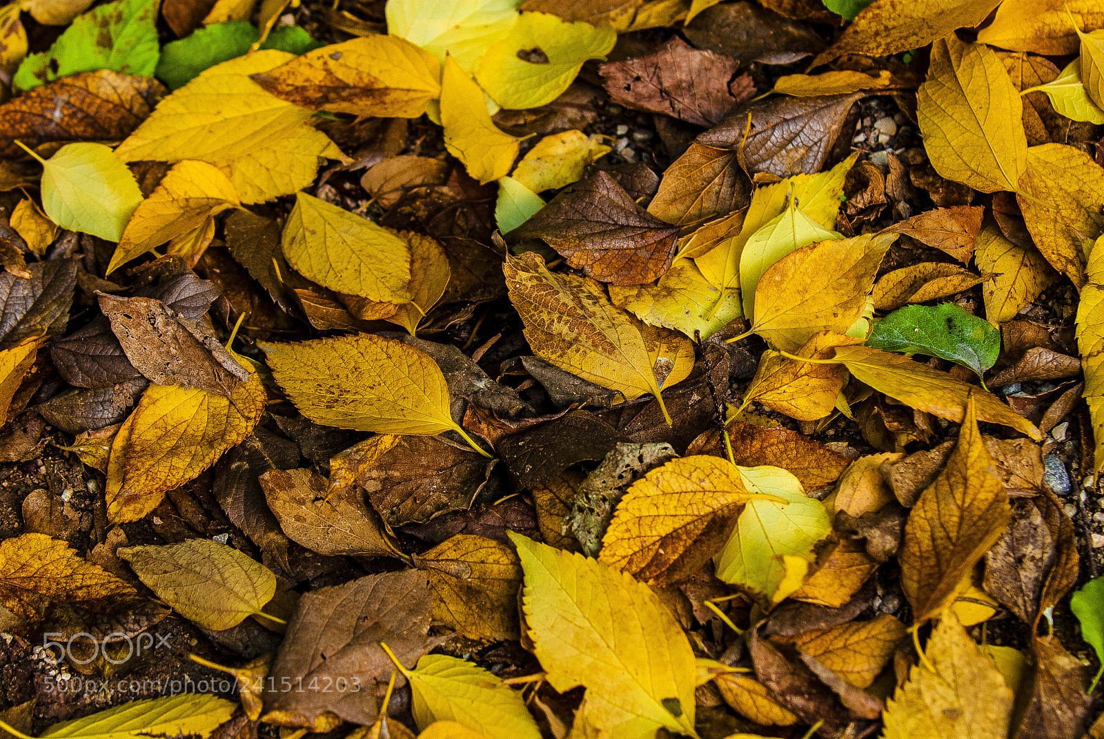 Nikon D200 sample photo. Autumn leafs, athens national photography