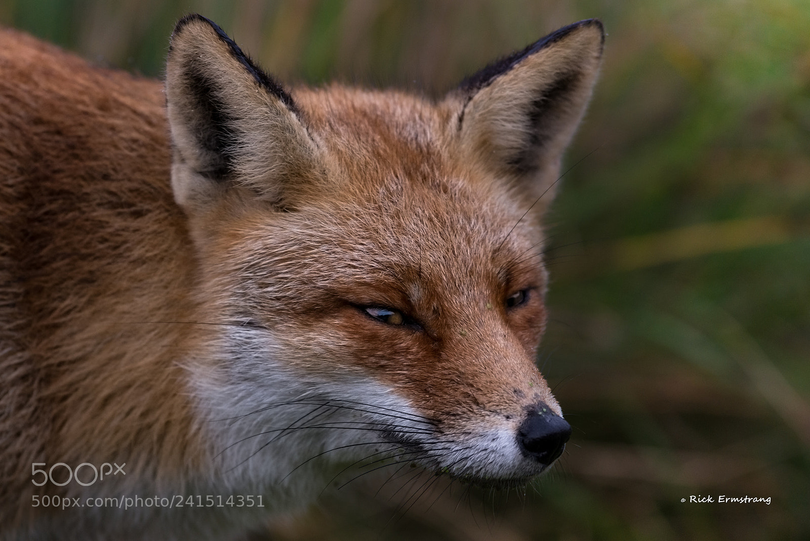 Nikon D610 sample photo. Sly fox photography