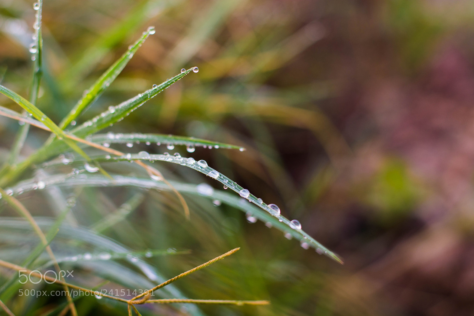Nikon D7100 sample photo. After the rain photography