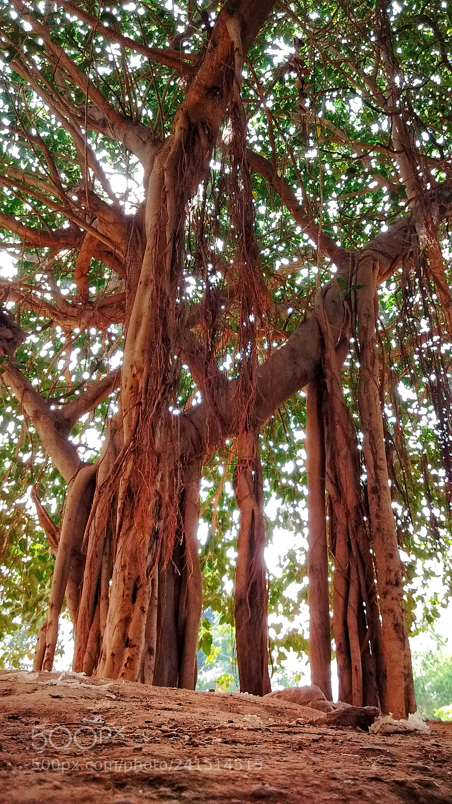 Motorola Moto X Play sample photo. Big tree photography
