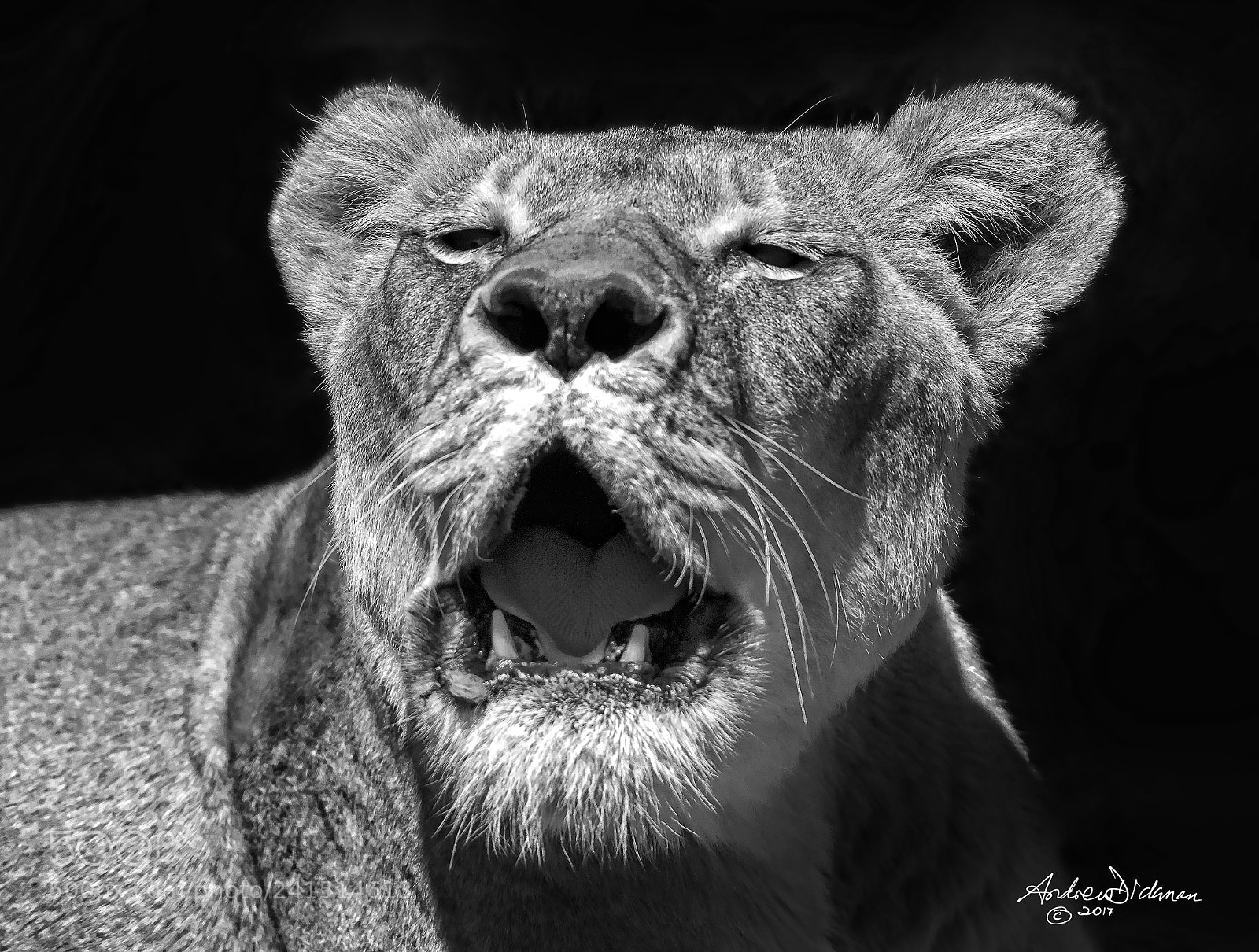 Nikon D810 sample photo. R o a r photography