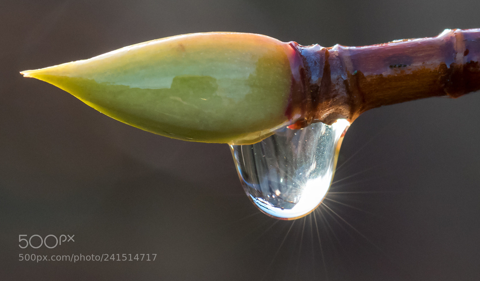 Nikon D810 sample photo. Sunny photography