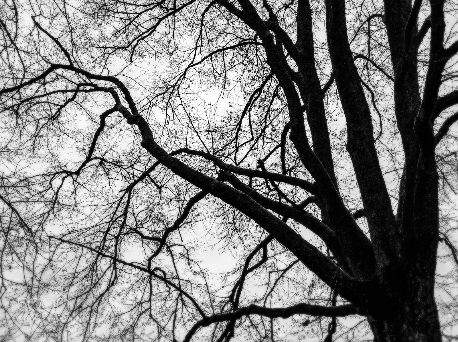 Nikon D800 sample photo. - photography