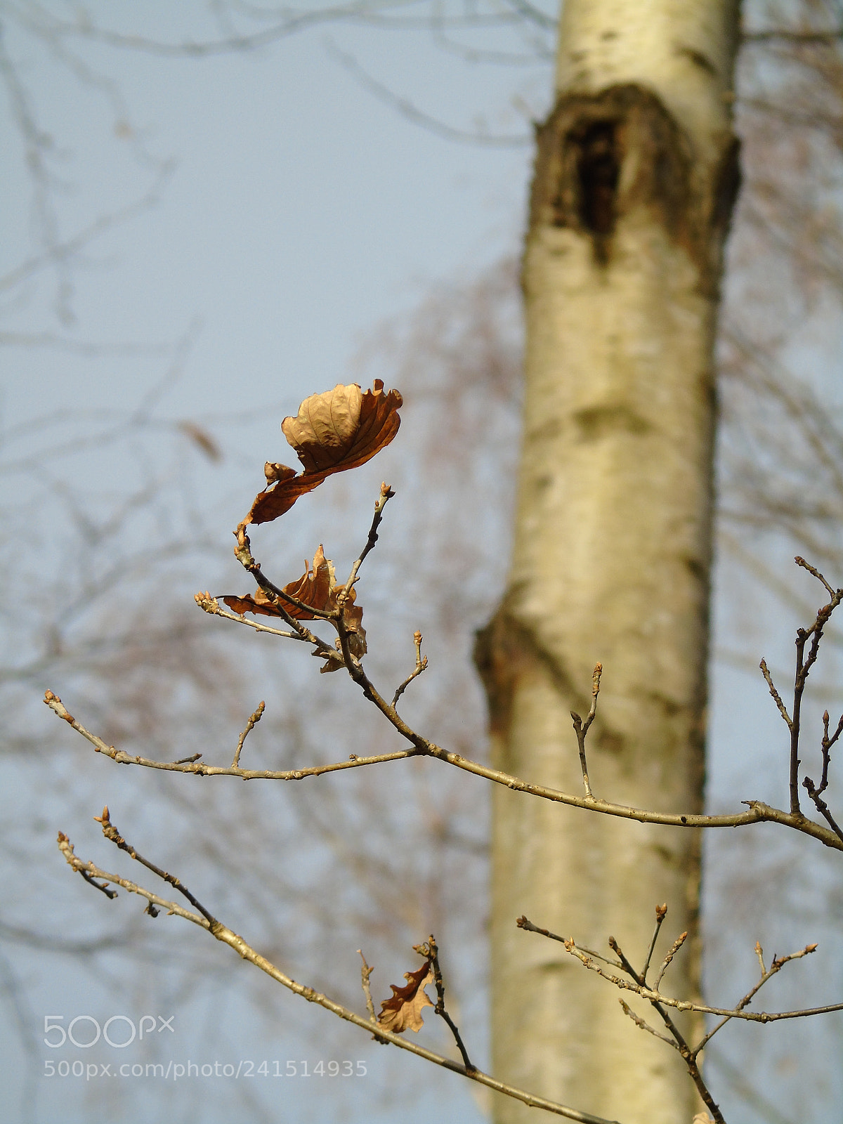 Sony Cyber-shot DSC-H400 sample photo. Leaf still remains in photography