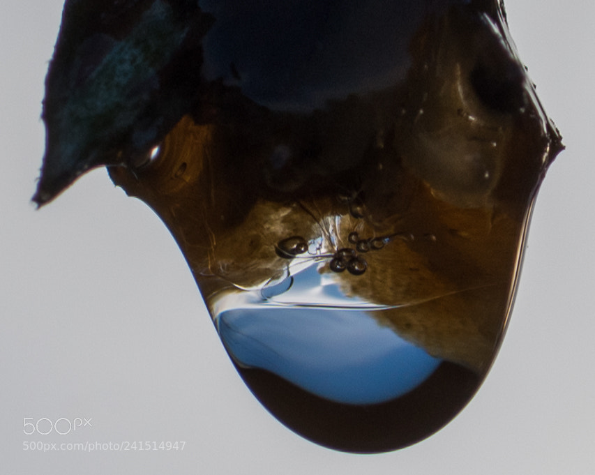 Nikon D810 sample photo. Drop photography