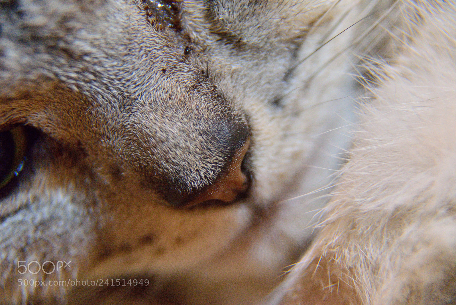 Nikon AF-S Nikkor 24-120mm F4G ED VR sample photo. A035+接寫環 / a035+extension tube photography
