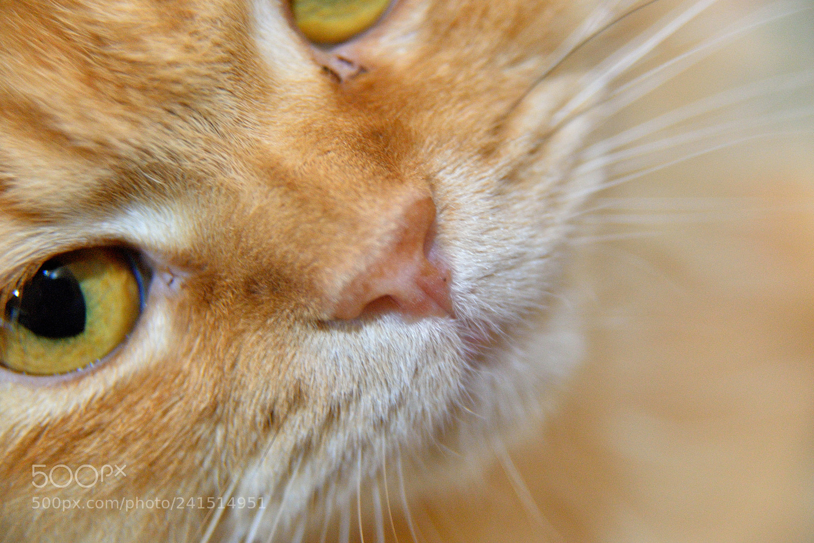 Nikon AF-S Nikkor 24-120mm F4G ED VR sample photo. A035+接寫環 / a035+extension tube photography