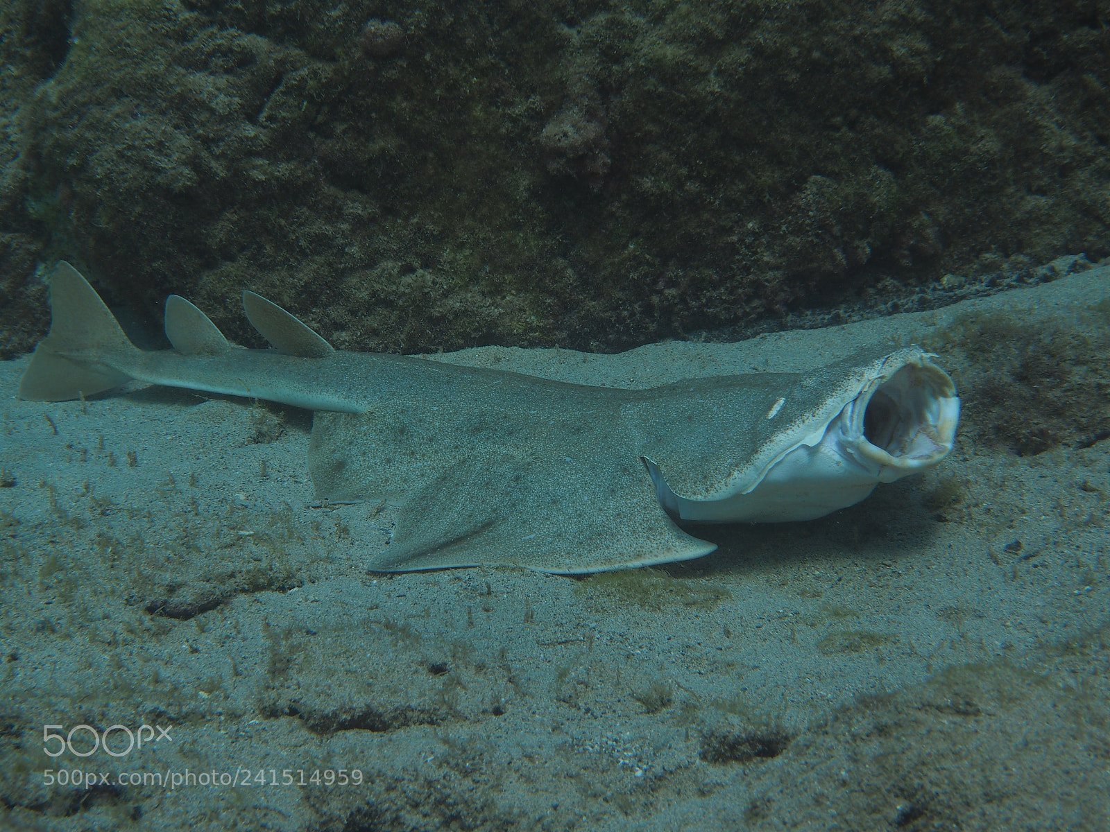 Olympus PEN E-PL7 sample photo. Angel shark photography