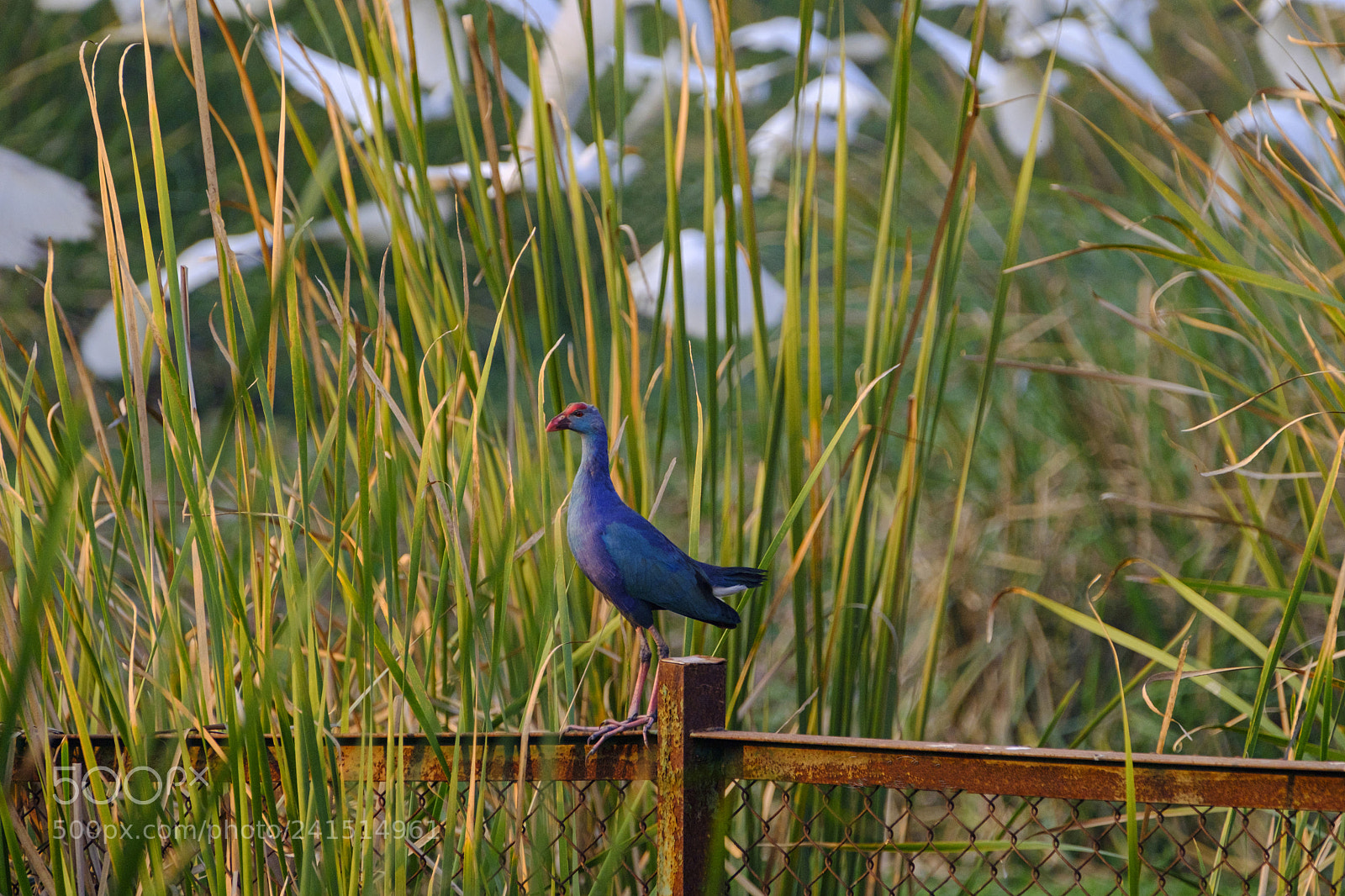 Fujifilm X-T2 sample photo. Purple swamphen photography